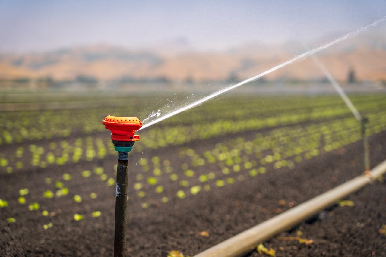 services-03 A sprinkler irrigating a green crop field in a rural landscape under a clear blue sky.