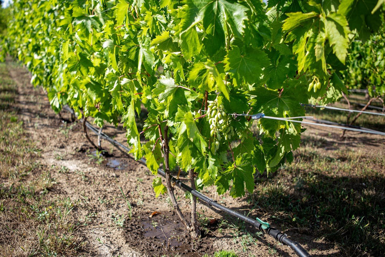 services-01 Vibrant vineyard with healthy grapevines and modern drip irrigation system under the summer sun.