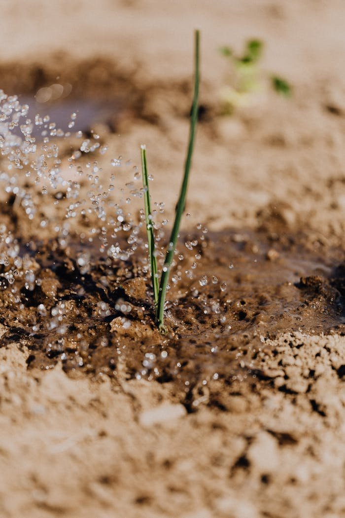 hero-img-01 Close-up of a plant sprout being watered in sandy soil, showing growth and irrigation.