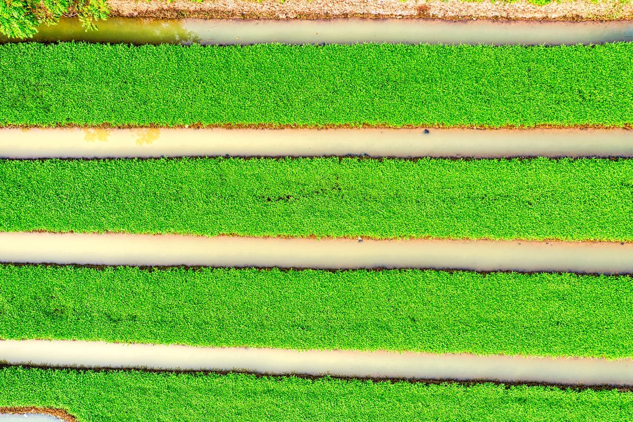 gallery-1 Colorful aerial shot of lush rice fields in Banten, Indonesia showcases agriculture beauty.